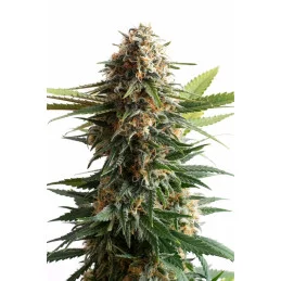 BIG BAND - Indica - Kannabia - WWW.SEEDS-BANK.CZ JIHLAVA