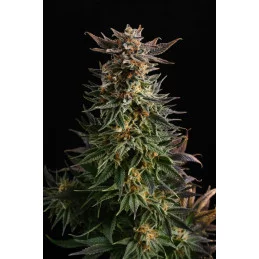 BIG BAND - Indica - Kannabia - WWW.SEEDS-BANK.CZ JIHLAVA
