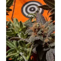 BIG BAND - Indica - Kannabia - WWW.SEEDS-BANK.CZ JIHLAVA