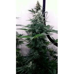BIG BAND - Indica - Kannabia - WWW.SEEDS-BANK.CZ JIHLAVA
