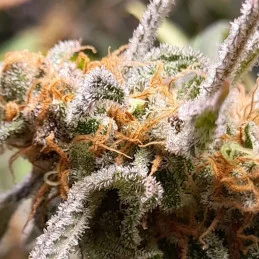 BIG BAND - Indica - Kannabia - WWW.SEEDS-BANK.CZ JIHLAVA
