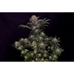 BIG BAND - Indica - Kannabia - WWW.SEEDS-BANK.CZ JIHLAVA