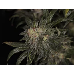 BIG BAND - Indica - Kannabia - WWW.SEEDS-BANK.CZ JIHLAVA