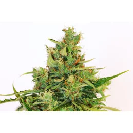 AMNESI-K LEMON - Sativa - Kannabia - WWW.SEEDS-BANK.CZ JIHLAVA