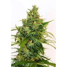AMNESI-K LEMON - Sativa - Kannabia - WWW.SEEDS-BANK.CZ JIHLAVA