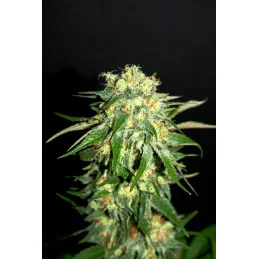 AMNESI-K LEMON - Sativa - Kannabia - WWW.SEEDS-BANK.CZ JIHLAVA