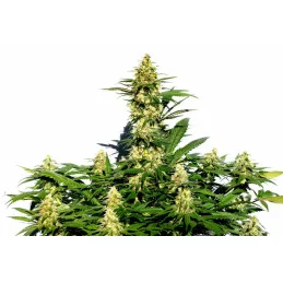 AMNESI-K LEMON - Sativa - Kannabia - WWW.SEEDS-BANK.CZ JIHLAVA