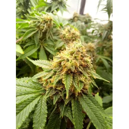 AMNESI-K LEMON - Sativa - Kannabia - WWW.SEEDS-BANK.CZ JIHLAVA