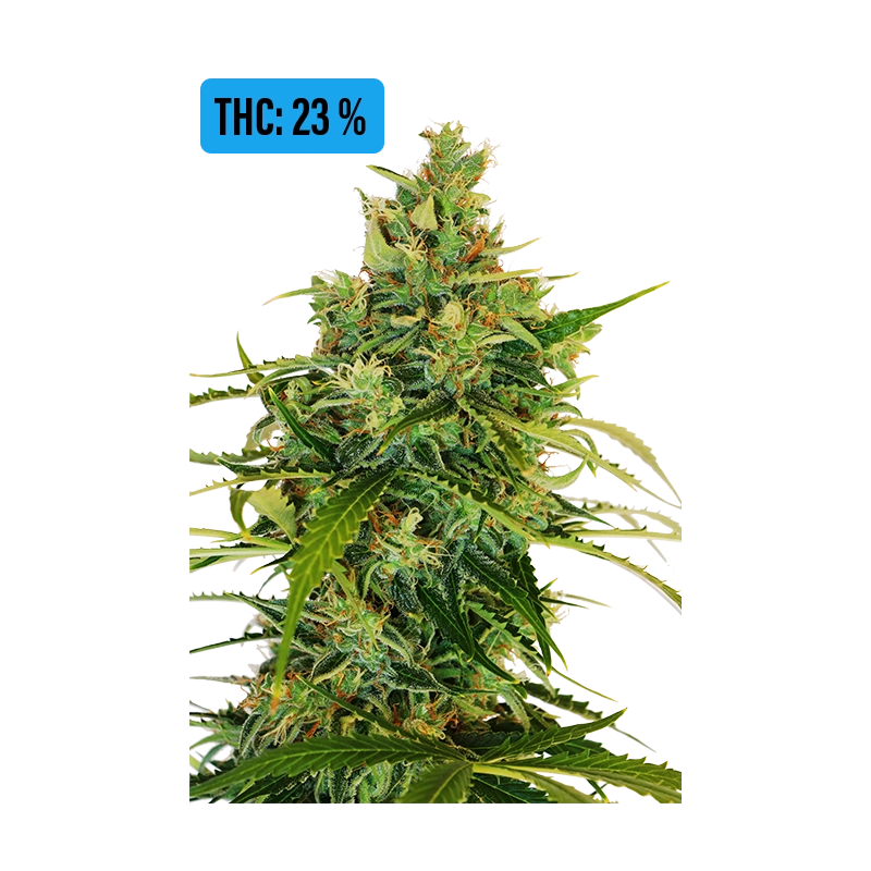 AMNESI-K LEMON 23% THC - Sativa - Kannabia - WWW.SEEDS-BANK.CZ