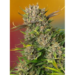 Papaya Zoap Auto® - Sweet Seeds - rostlina