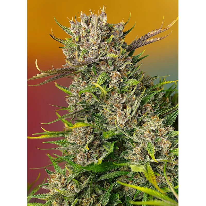 Papaya Zoap Auto® - Sweet Seeds - rostlina