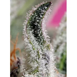 Papaya Zoap Auto® - Sweet Seeds - terpeny