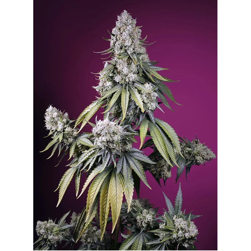 Jealousy Z XL Auto® - Sweet Seeds - samonakvétací semena - WWW.SEEDS-BANK.CZ JIHLAVA
