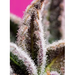 Jealousy Z XL Auto® - Sweet Seeds - samonakvétací semena - WWW.SEEDS-BANK.CZ JIHLAVA