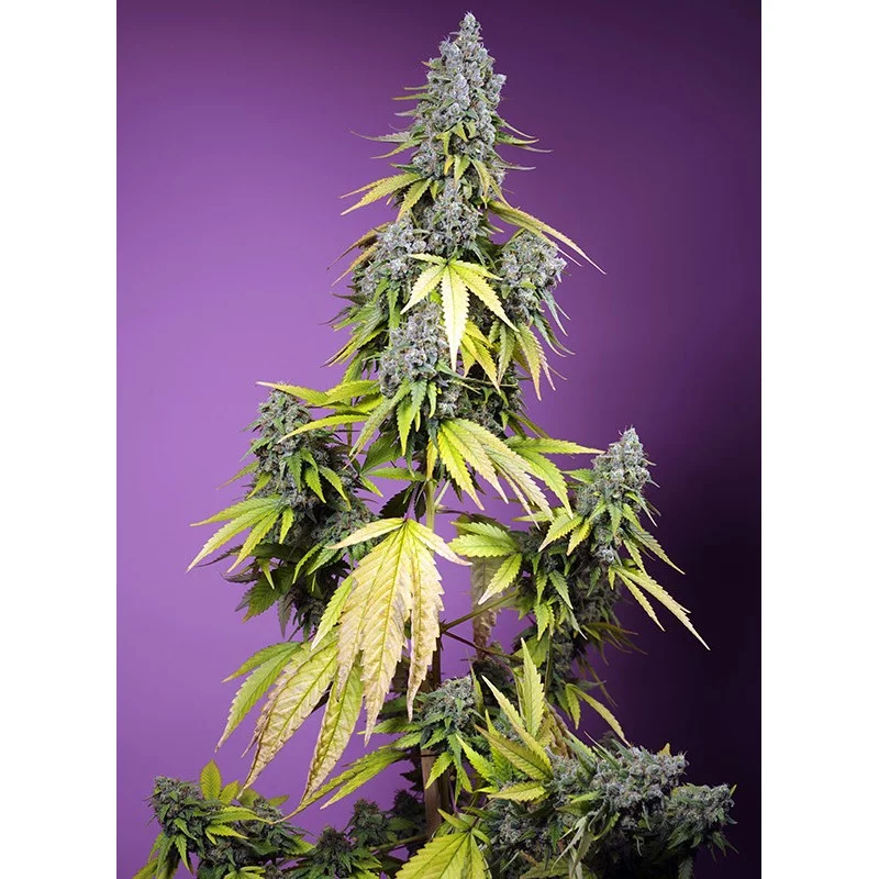 Jet Fuel Mandarine XL Auto® – detail květů (autoflower)