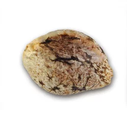Caramelo Early Version – Delicious Seeds – semínko rostliny konopí