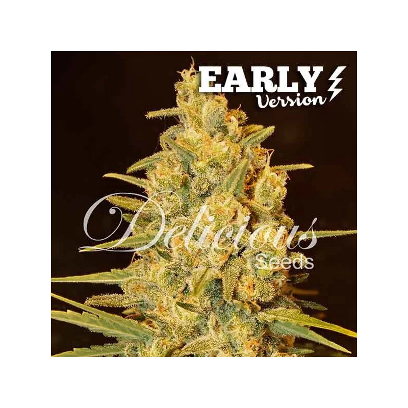Critical Sensi Star Early Version ® WWW.SEEDS-BANK.CZ