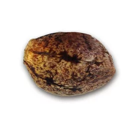 Critical Sensi Star Early Version ® WWW.SEEDS-BANK.CZ