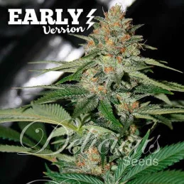 Delicious Candy Early Version - Cannabis Seeds - FAST FLOWERING SEEDS - WWW.SEEDS-BANK.CZ