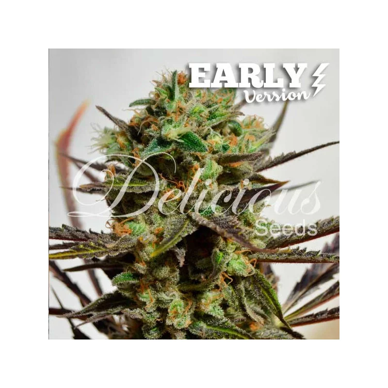 Delicious Candy Early Version - Cannabis Seeds - FAST FLOWERING SEEDS - WWW.SEEDS-BANK.CZ