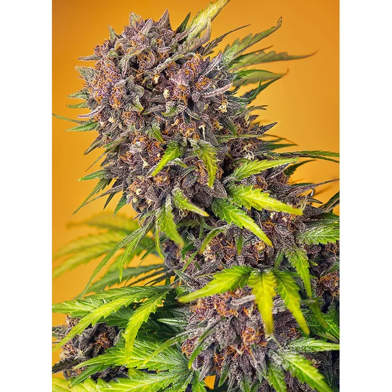 Diablo Rojo XL Auto® - WWW.SEEDS-BANK.CZ Produkt