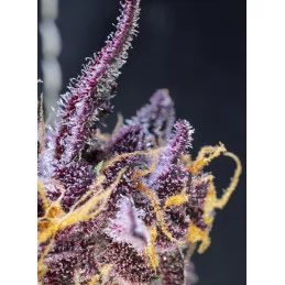 Diablo Rojo XL Auto® - WWW.SEEDS-BANK.CZ Produkt
