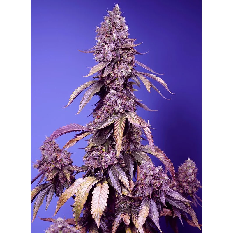 Black Muffin F1 Fast Version® - Sweet Seeds - WWW.SEEDS-BANK.CZ