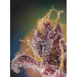 Black Muffin F1 Fast Version® - Sweet Seeds - WWW.SEEDS-BANK.CZ