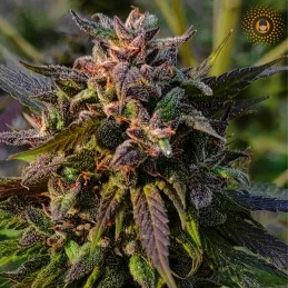 Chocobang SATIVA - WWW.SEEDS-BANK.CZ