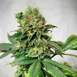 Descojack ® - Delicious Seeds - WWW.SEEDS-BANK.CZ