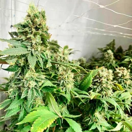 Descojack ® - Delicious Seeds - WWW.SEEDS-BANK.CZ