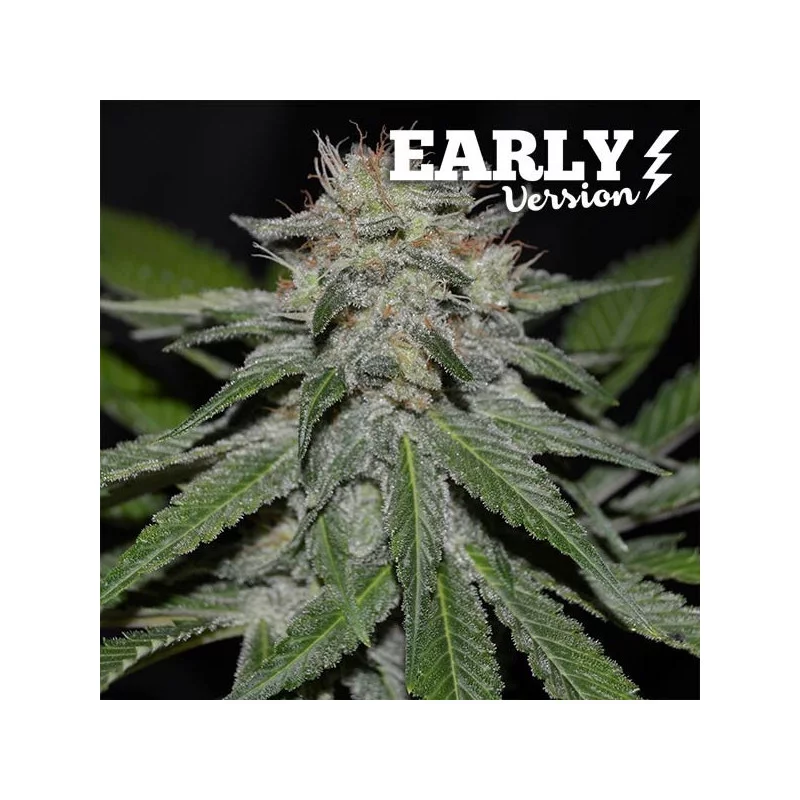 CRITICAL NEVILLE HAZE EARLY VERSION - WWW.SEEDS-BANK.CZ