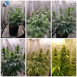 CRITICAL NEVILLE HAZE EARLY VERSION - WWW.SEEDS-BANK.CZ