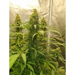 CRITICAL NEVILLE HAZE EARLY VERSION - WWW.SEEDS-BANK.CZ