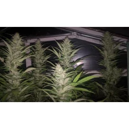Delicious Candy Early Version - Cannabis Seeds - FAST FLOWERING SEEDS - WWW.SEEDS-BANK.CZ