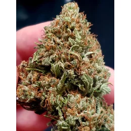 Critical Sensi Star Early Version ® WWW.SEEDS-BANK.CZ