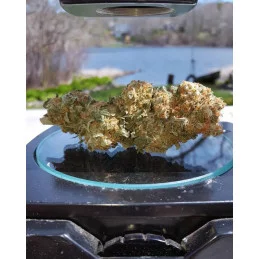 Critical Sensi Star Early Version ® WWW.SEEDS-BANK.CZ