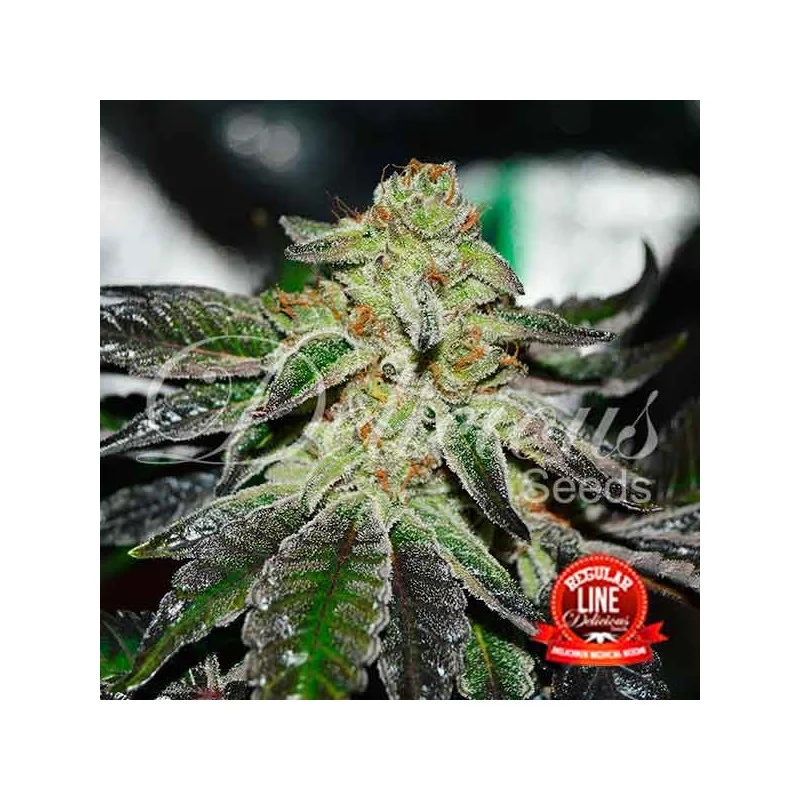 Original Juan Herer Regular - Cannabis Seeds - REGULAR - WWW.SEEDS-BANK.CZ