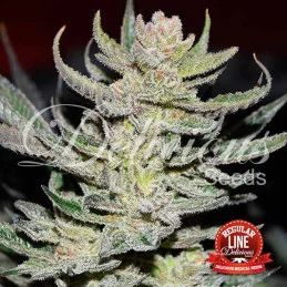 Unknown Kush Regular - Cannabis Seeds - WWW.SEEDS-BANK.CZ