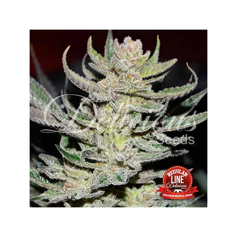 Unknown Kush Regular - Cannabis Seeds - WWW.SEEDS-BANK.CZ