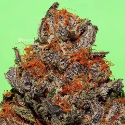 Unknown Kush Regular - Cannabis Seeds - WWW.SEEDS-BANK.CZ