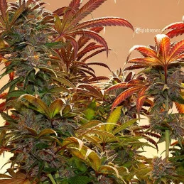 Unknown Kush Regular - Cannabis Seeds - WWW.SEEDS-BANK.CZ