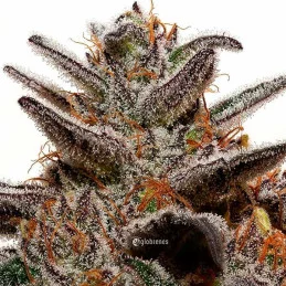 Unknown Kush Regular - Cannabis Seeds - WWW.SEEDS-BANK.CZ