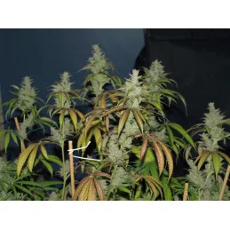 Unknown Kush Regular - Cannabis Seeds - WWW.SEEDS-BANK.CZ