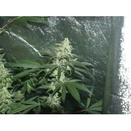 Unknown Kush Regular - Cannabis Seeds - WWW.SEEDS-BANK.CZ