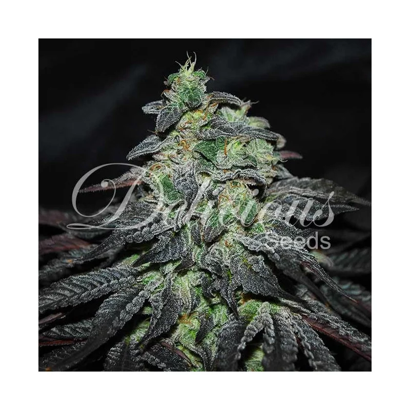Golosa ® - Delicious Seeds - indica - WWW.SEEDS-BANK.CZ