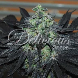 Golosa ® - Delicious Seeds - indica - WWW.SEEDS-BANK.CZ