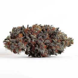 Golosa ® - Delicious Seeds - indica - WWW.SEEDS-BANK.CZ