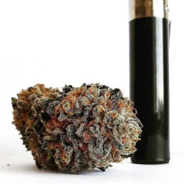 Golosa ® - Delicious Seeds - indica - WWW.SEEDS-BANK.CZ