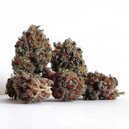 Golosa ® - Delicious Seeds - indica - WWW.SEEDS-BANK.CZ